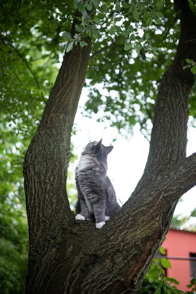 Gato sentado no garfo da árvore olhando para cima — Fotografia de Stock