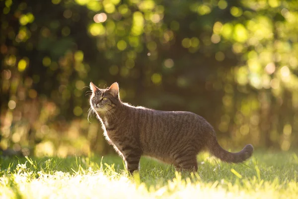 Tabby gatto stenografia in piedi sul prato al tramonto — Foto Stock
