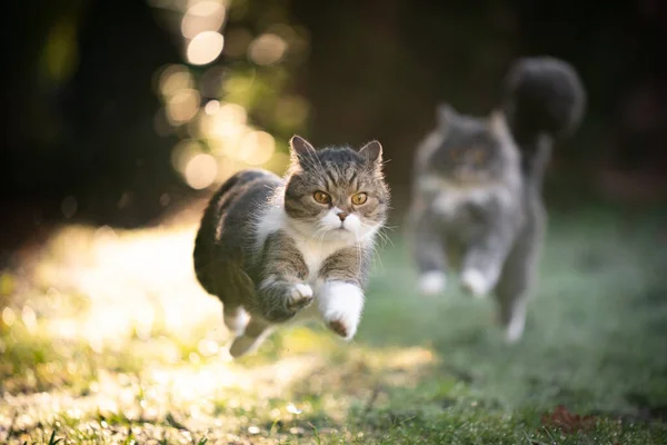 Dwa zabawy bieganie koty na zewnątrz — Zdjęcie stockowe