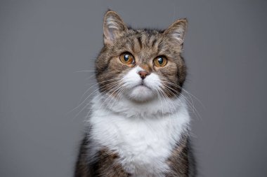 Şirin tekir beyaz İngiliz kısa kedi portresi