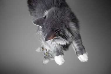 Tatlı pofuduk kedi aynaya bakıyor.