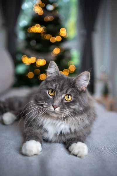 Zvědavý nadýchaný maine mýval kočka před vánoční strom — Stock fotografie