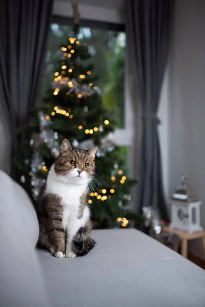 Tabby bílá kočka sedí před vánoční stromeček — Stock fotografie