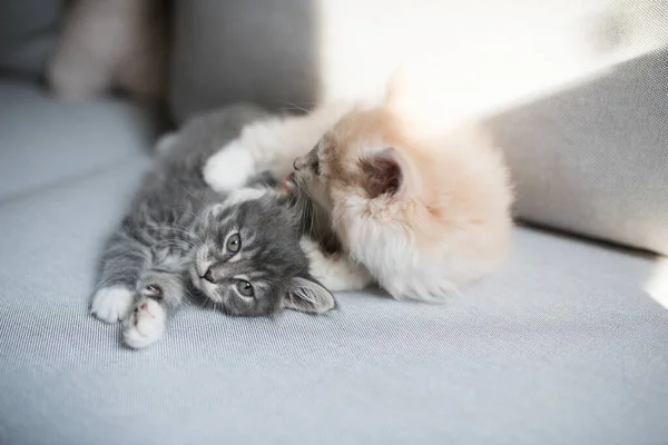Dwa słodkie kocięta maine coon leżące obok siebie na kanapie — Zdjęcie stockowe