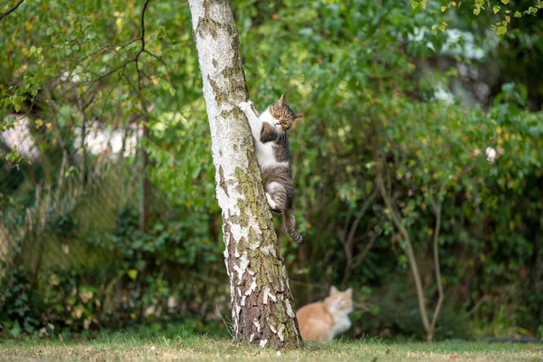 Cat climbing up birch tree while other cat watching — Stock Photo, Image