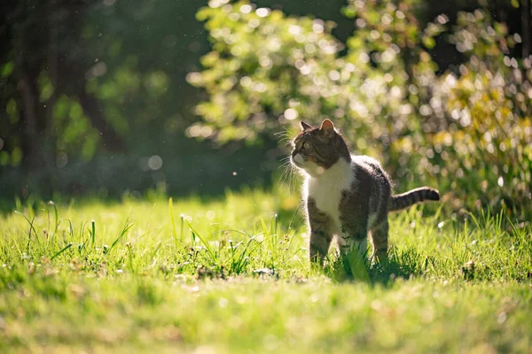 Кошка, стоящая на солнечном лугу и наблюдающая — стоковое фото
