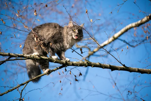 Maine Coon Katze klettert in einem kahlen Baum auf blauem Himmel Hintergrund — Stockfoto