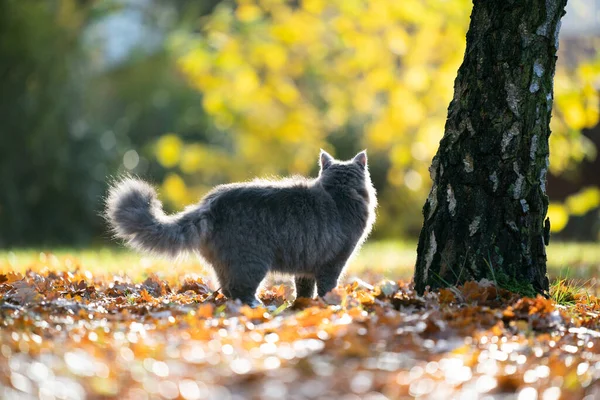 在秋天的树叶上，枫树猫站在树旁 — 图库照片