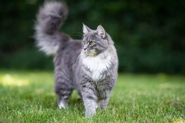 Gatto del bozzolo del Maine grigio con la coda soffice in piedi sul prato — Foto Stock