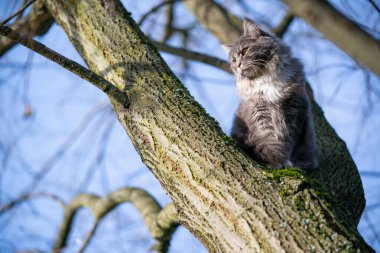 Maine Rakun Kedisi ağaçta oturmuş etrafı gözlüyordu.