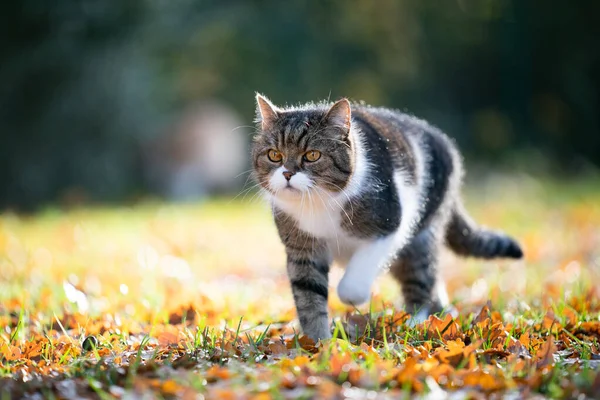 Tabby gato branco andando em folhas de outono — Fotografia de Stock