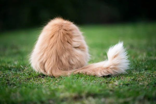 fluffy cream colored longhair cat rear view