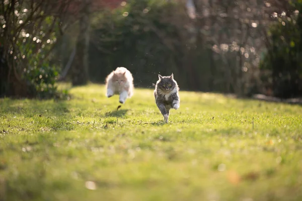 Deux chats jouant en plein air dans un jardin ensoleillé — Photo