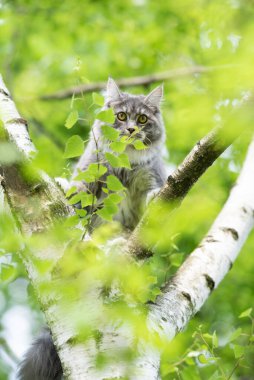 Genç Maine Rakunu yüksek ağaca tırmanıyor