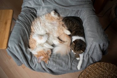 İki farklı cins kedi yan yana uyur.