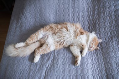 Uzun saçlı tüylü kedi yatakta uyuyor.