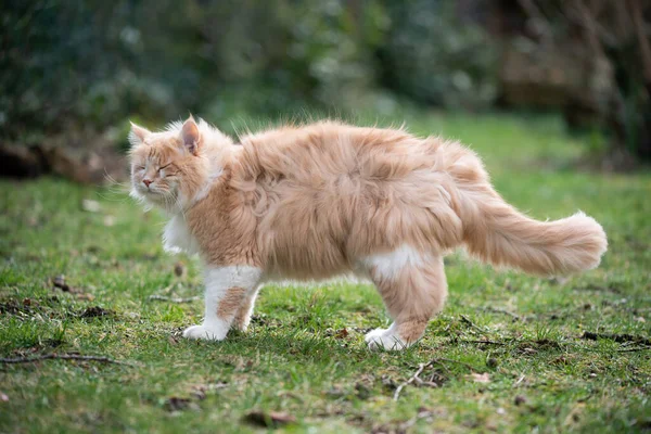 Gato de pelo largo de pie al aire libre en el jardín ventoso — Foto de Stock