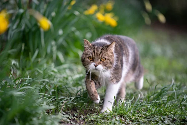 Tabby gatto bianco che cammina sull'erba accanto ai fiori — Foto Stock