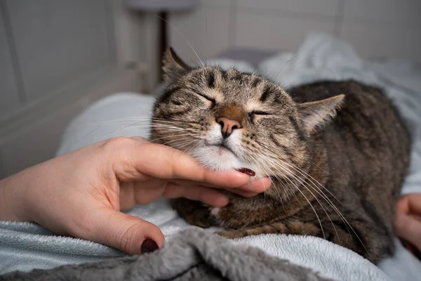 Mazlíček majitel hladící kočka v posteli — Stock fotografie