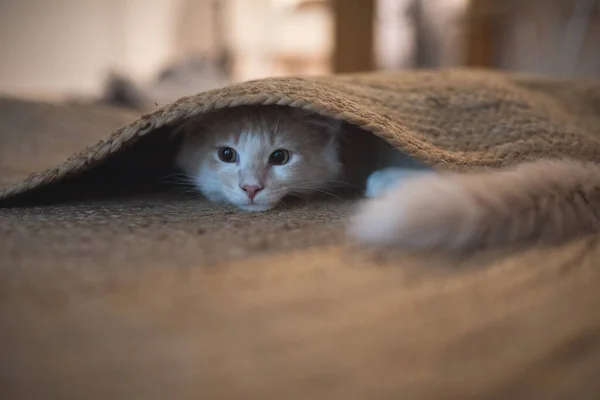 Lekfull kattunge gömmer sig under mattan — Stockfoto