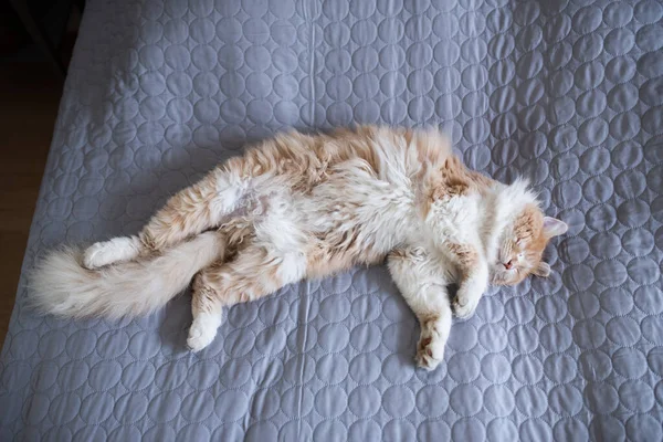 Fluffig långhårig katt sover på sängen — Stockfoto