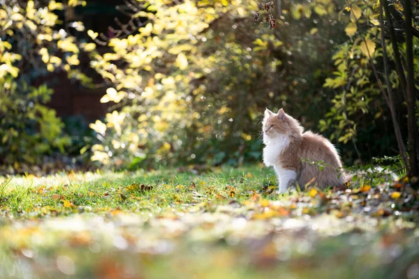 Beige Katze sitzt im sonnigen Garten im Herbst — Stockfoto