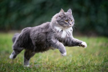 gray white longhair cat running fast on grass