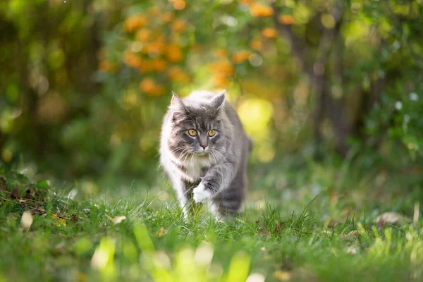 Gato andando no verde ensolarado quintal — Fotografia de Stock