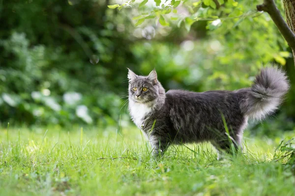 Vista lateral del gato esponjoso al aire libre en la naturaleza verde — Foto de Stock