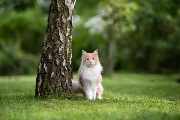 cream white maine coon cat standing beside birch tree