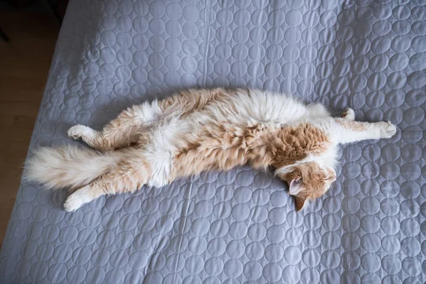 Fluffig långhårig katt sover på sängen — Stockfoto