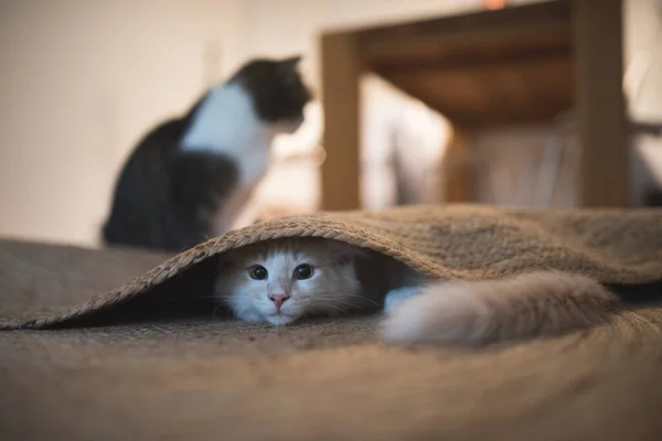 Speelse kitten verstopt onder het tapijt — Stockfoto