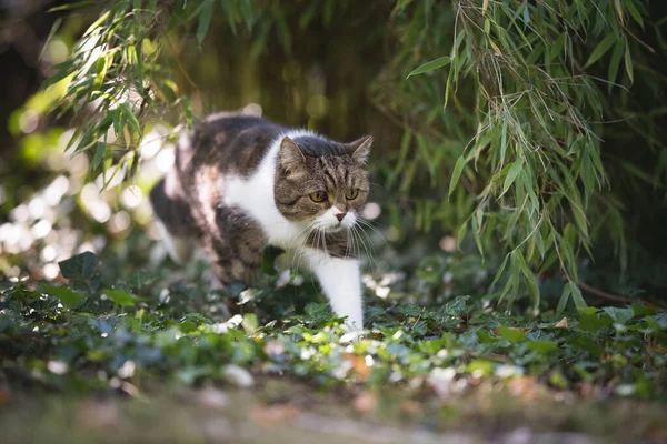 Tabby gatto bianco che cammina attraverso il giardino verde — Foto Stock