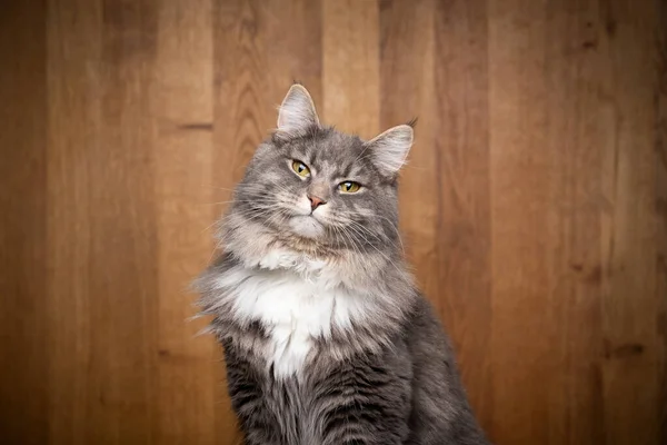 Azul tabby branco maine casulo gato no fundo de madeira retrato — Fotografia de Stock