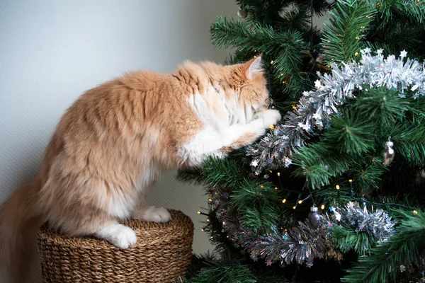 Nadýchaný maine mýval kočka zvědavý na vánoční strom — Stock fotografie