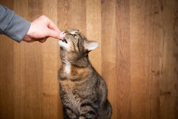 Alimentación de la mano gato tabby con tratar — Foto de Stock