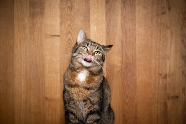 Tabby cat portrait on wooden background — Stock Photo, Image