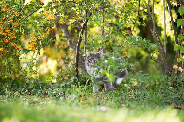 Cat on the prowl hiding in bushes — Stock Photo, Image