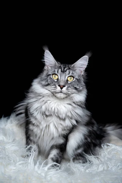 Argent tabby maine coon chat portrait sur fond noir — Photo