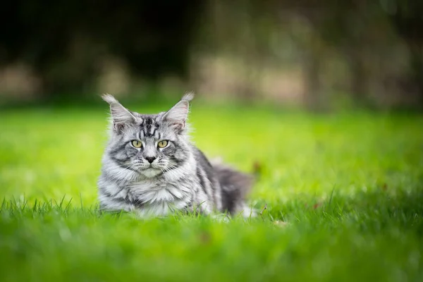 Srebro tabby maine coon kot spoczywa na trawie — Zdjęcie stockowe