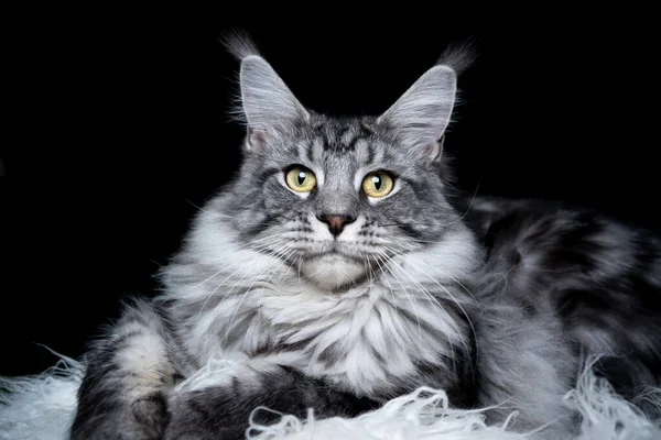 Silber gestromt maine coon cat portrait auf schwarzem Hintergrund — Stockfoto