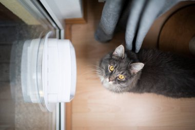 Kedi, pencerenin önünde duruyor.