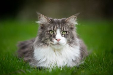 Yeşil çimenlikteki güzel maine rakunu kedi