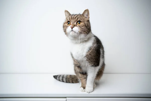 Curioso gatto tabby seduto sul cassetto bianco con spazio copia — Foto Stock