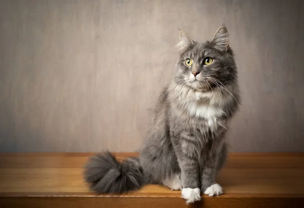 Красивый портрет кошки мейн кун с копировальным пространством — стоковое фото