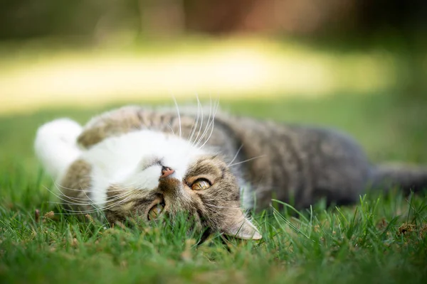 懒猫躺在草地上休息 — 图库照片