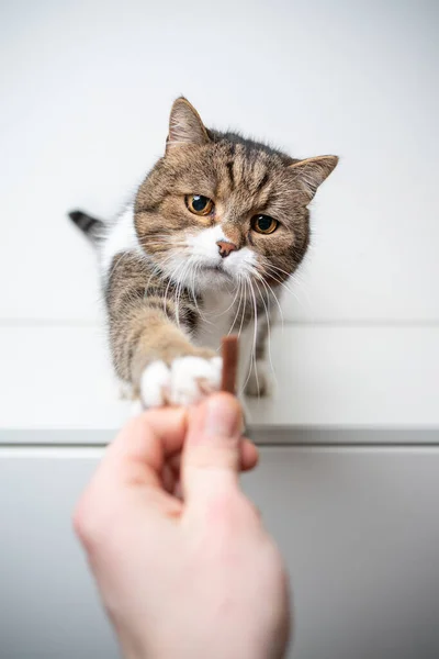 Gierige Katze füttert Naschkatze — Stockfoto