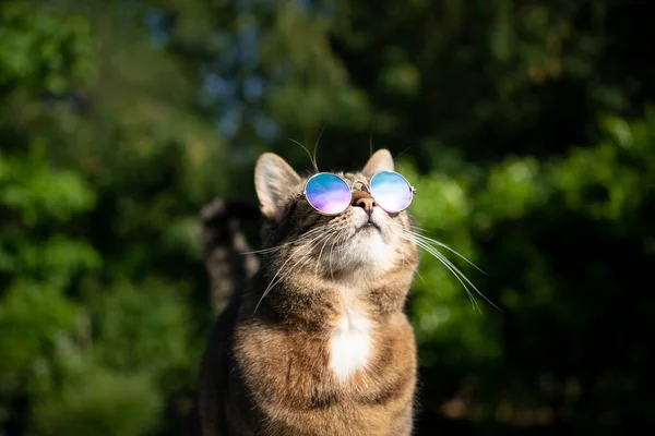 Chladná kočka nosí sluneční brýle venku — Stock fotografie