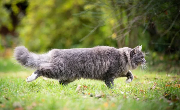 Zijaanzicht van de jacht kat buiten — Stockfoto