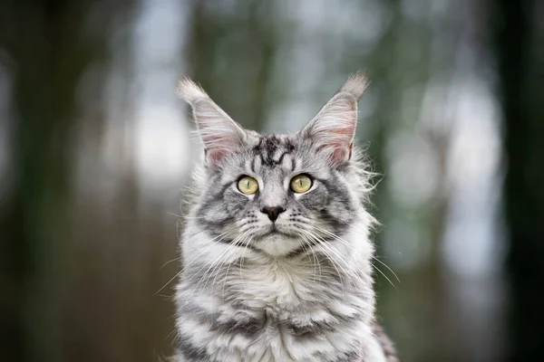 Prata tabby maine casulo gato na floresta retrato — Fotografia de Stock